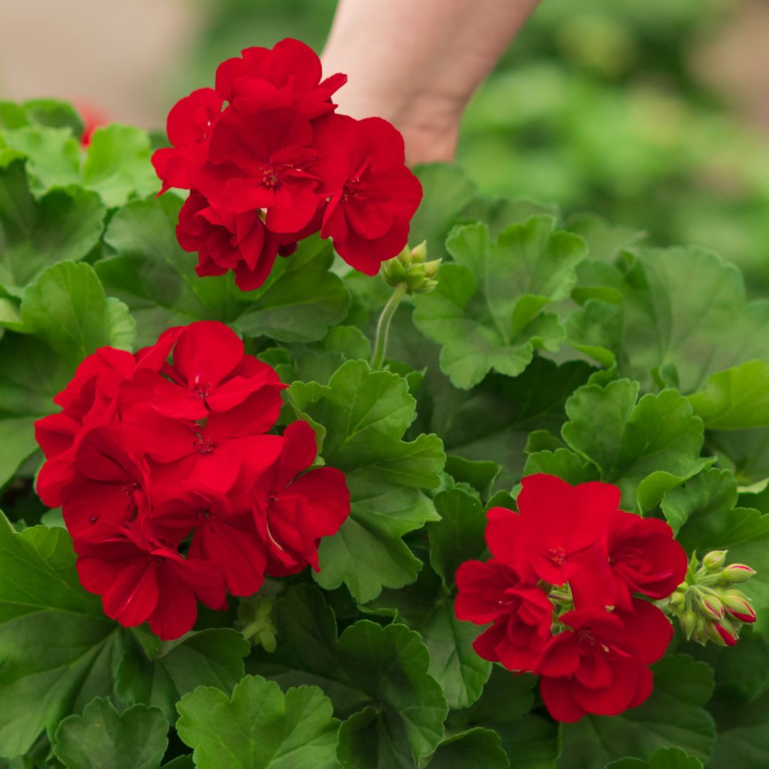 Geranium – Calliope Large Dark Red – 10″ Patio Pot